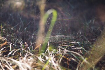 Macro photography. A clearing in the woods.