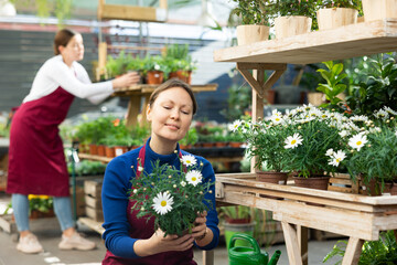 female employee of large flower exhibition center checks pots of daisies