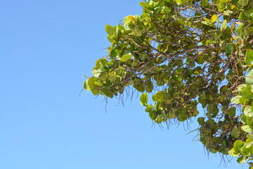 Coccoloba Uvifera commonly known as Sea Grape  - 'Druif'