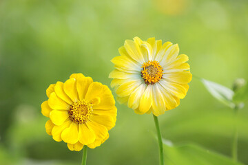 Yellow Zinnia flowers. Flowers zinnia elegans. Color nature background. Common Zinnia or Zinnia elegans is one of the most famous flowering annuals of the genus Zinia