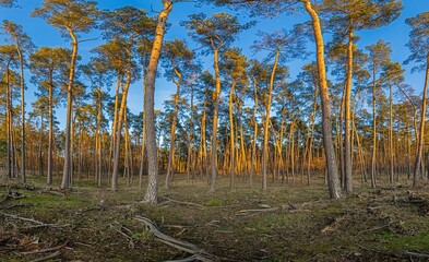 Panoramic image over pine forest in impressive evening light