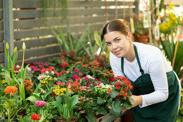 Female gardener tending to potted kalanchoe in container garden