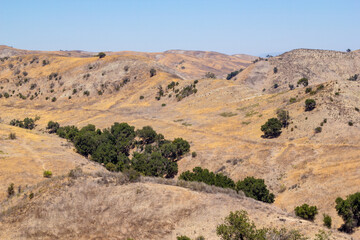 Fototapeta na wymiar Dry grassy hills and large oak trees during the summer months in Calabasas, California.