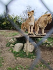 lion and lioness