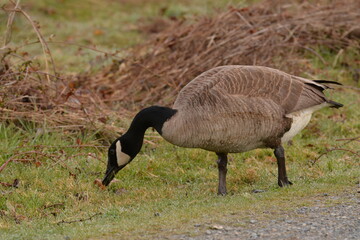 Canada Goose
