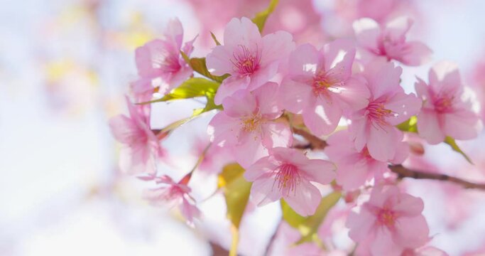 風に揺れる満開の桜の花