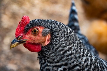 Close Up Chicken
