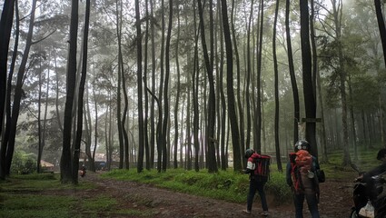 adventure in the forest