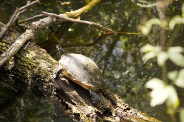 turtle on tree