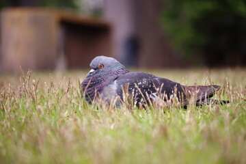 公園の草原で羽を休めるハト