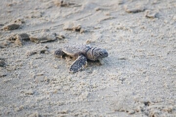 Sea Turtle Going Home