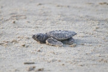 Baby Sea Turtle Going Home
