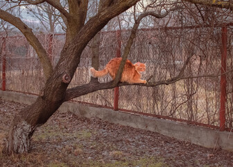 A red cat climbs a tree. The cat sharpens its claws on the bark of a tree. Pet on a walk. Feline in natural conditions.