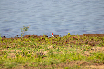 Cardenal en el río 