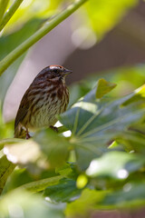 A male Song Sparrow perched on a tree branch in Puyallup, Washington.