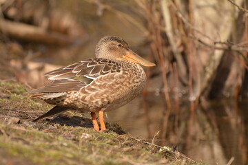 Female Northern Shoveler on shore