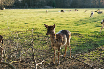 Female Persian fallow deer (Dama mesopotamica)