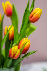 Fototapeta premium bouquet of red-yellow tulips on a light background 4