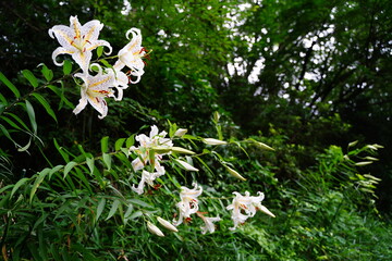 ヤマユリ、花、ユリ、百合の花、白い花、白、山百合、Lilium...