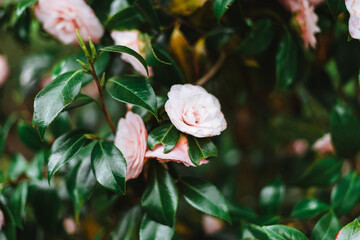 Pink Camellia japonica, known as common camellia, or Japanese camellia