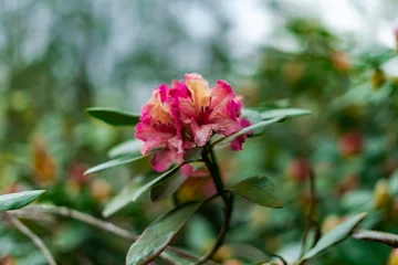 Photo sur Plexiglas Azalée Close-up of a rhododendron flower plant