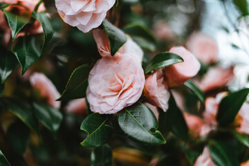 Pink Camellia japonica, known as common camellia, or Japanese camellia