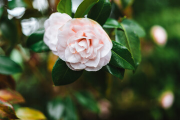 Pink Camellia japonica, known as common camellia, or Japanese camellia
