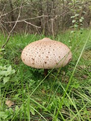 mushroom in the forest
