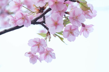 Obraz premium 河津桜の花が一足早く満開に。もう春はそこまで。背景を処理し、花びらの透明感を撮影