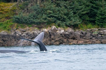 zoomed in capture of whales tail