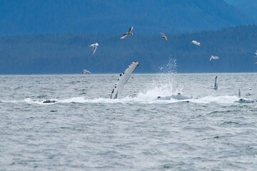 Naklejka premium multiple seagulls hovering over white humpback whale fin exposed from underwater
