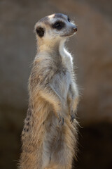 Naklejka na ściany i meble Isolated meerkat against a dark background