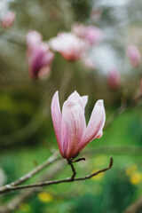 Fototapeta premium Beautiful magnolia flowers in Germany