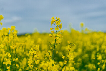 Obraz premium Rapeseed field in Germany with flowers