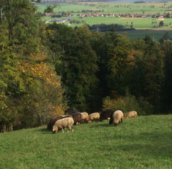 Landschaft mit Schäfchen