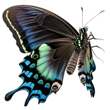 isolated green and blue swallowtail butterfly, macro, png, transparent background, spring, summer, vertical, horizontal, close up, top view, side view, generative ai