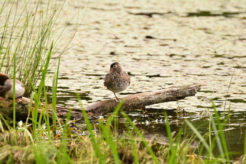 Wood Duck female in a pond