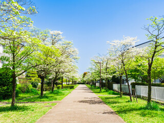 Fototapeta na wymiar 郊外の住宅地　ハナミズキが咲く生活道路