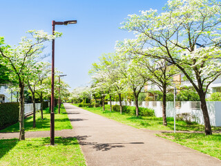 郊外の住宅地　ハナミズキが咲く生活道路