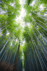Beautiful View of Bamboo Forest in Japan for a Zen Feel