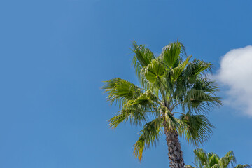 A palm tree with blue sky and copy space