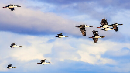 Magdalena Island, Chile