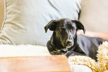 Sleek black kelpie cross labrador mixed breed dog indoors relaxing on lounge suite
