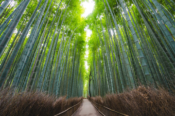 view of a beautiful bamboo forest background in the morning for tranquil mood