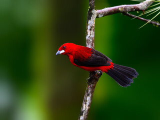 Brazilian Tanager portrait on stick  against dark green background