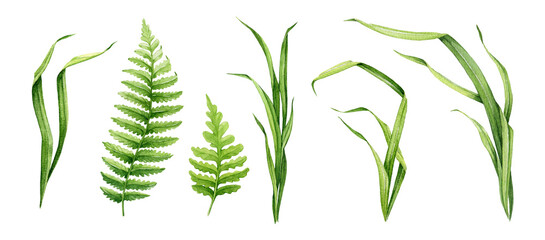 Green grass, fern leaves, herb, plants watercolor illustration set. Different kind field grass, wild herb element collection. Hand drawn botanical floral plant parts on white background © anitapol
