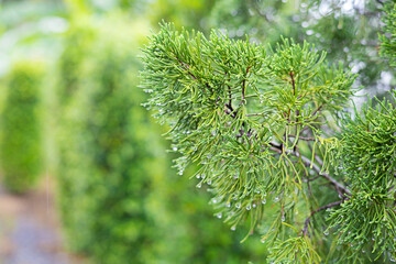Pine leaves with water droplets focus on the water droplets.