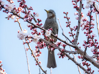 ヒヨドリと梅の花