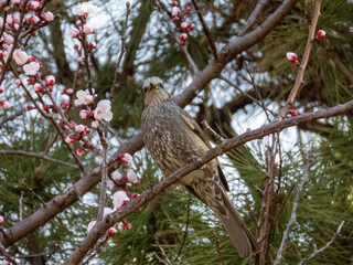 ヒヨドリと梅の花