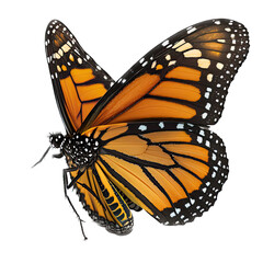 Naklejka premium isolated orange monarch butterfly in flight, macro, png, transparent background, spring, summer, vertical, horizontal, close up, top view, side view, Generative AI